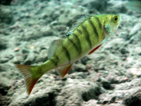 Loebejuen (Teich 1) 2011-05-29-12